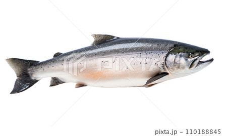 A salmon fish on the transparent background 110188845