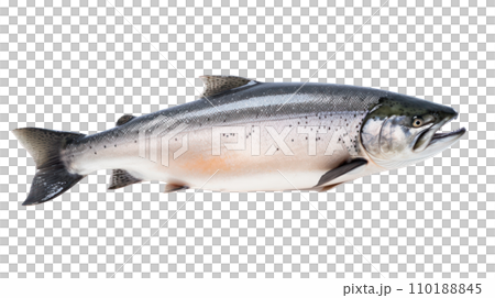 A salmon fish on the transparent background 110188845
