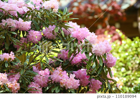 浄蓮華院の石楠花 浄蓮華院の石楠花 110189094