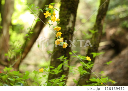 音無しの滝付近のヤマブキ 110189452