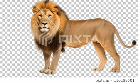 A lion on the transparent background A lion on the transparent background 110189501