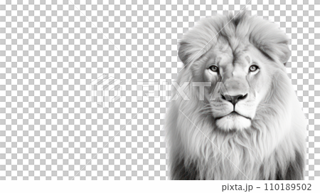 A lion black and white on the transparent background A lion black and white on the transparent background 110189502