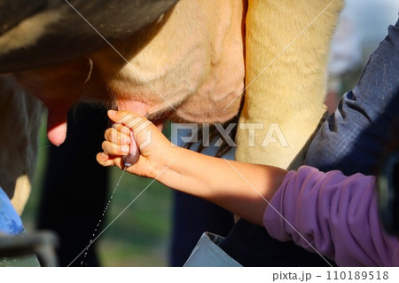 牧場で初めての乳搾り体験をする人の右手のアップ写真 110189518