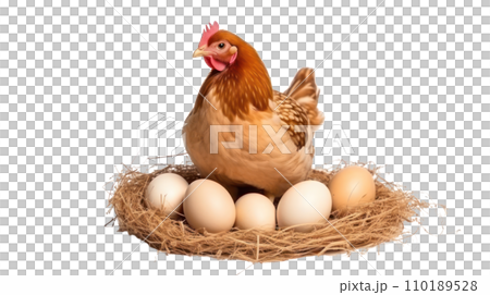 Chicken mom broods eggs on the transparent background Chicken mom broods eggs on the transparent background 110189528