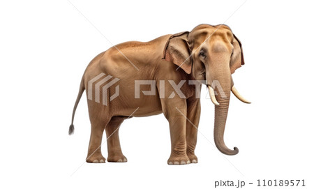 Thai elephant on the transparent background Thai elephant on the transparent background 110189571