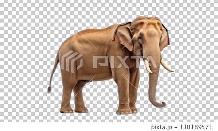 Thai elephant on the transparent background Thai elephant on the transparent background 110189571