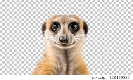 A meerkat on the transparent background A meerkat on the transparent background 110189586