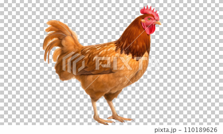 A chicken on the transparent background 110189626