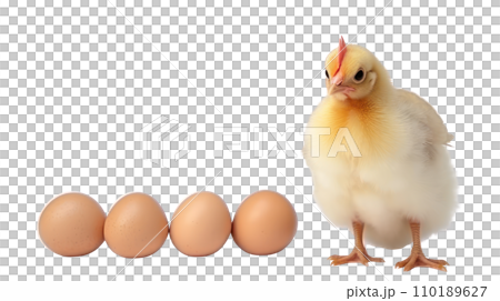 A chicken mom with eggs and baby chicken on the transparent background 110189627
