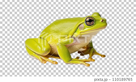 Frog beautiful colorful on the transparent background Frog beautiful colorful on the transparent background 110189765