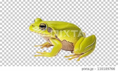 Frog beautiful colorful on the transparent background Frog beautiful colorful on the transparent background 110189766