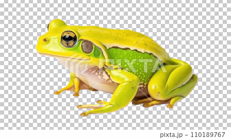 Frog beautiful colorful on the transparent background Frog beautiful colorful on the transparent background 110189767