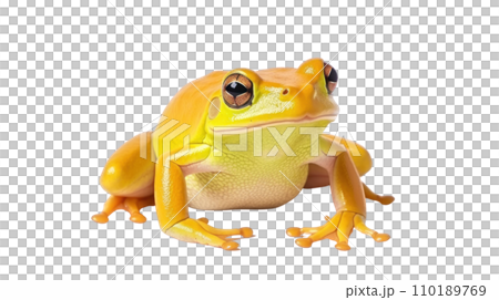 Frog beautiful colorful on the transparent background Frog beautiful colorful on the transparent background 110189769