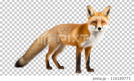 A fox on the transparent background A fox on the transparent background 110189773