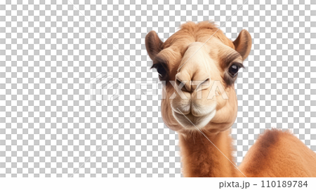 A camel on the transparent background A camel on the transparent background 110189784