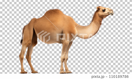 A camel on the transparent background 110189786