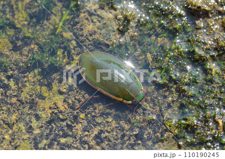 マルコガタノゲンゴロウ 110190245