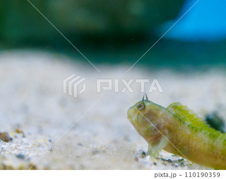 小さなギンポ、何を想う？ 110190359