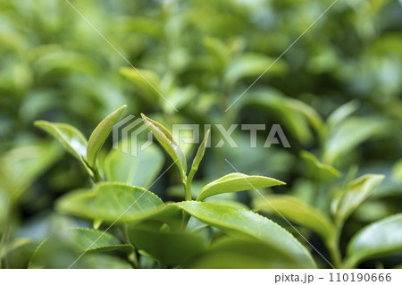 Top of Green tea leaf in the morning, tea plantation Top of Green tea leaf in the morning, tea plantation 110190666