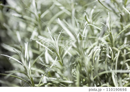 Fresh Rosemary Herb grow outdoor. Rosemary leaves Close-up. Fresh Rosemary Herb grow outdoor. Rosemary leaves Close-up. 110190698