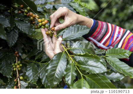 harvesting coffee berries by agriculture. Coffee beans ripening on the tree in North of Thailand harvesting coffee berries by agriculture. Coffee beans ripening on the tree in North of Thailand 110190713