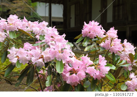 来迎院の石楠花 来迎院の石楠花 110191727