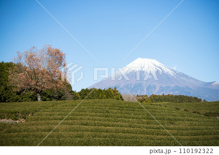 大淵笹場の茶畑と富士山 大淵笹場の茶畑と富士山 110192322