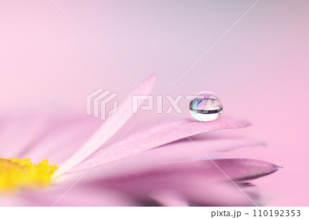 花びらについた水滴 花びらについた水滴 110192353