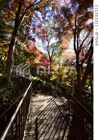 八瀬もみじの小径 110192511