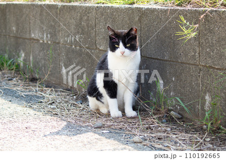 猫島でくつろいでいる猫 猫島でくつろいでいる猫 110192665