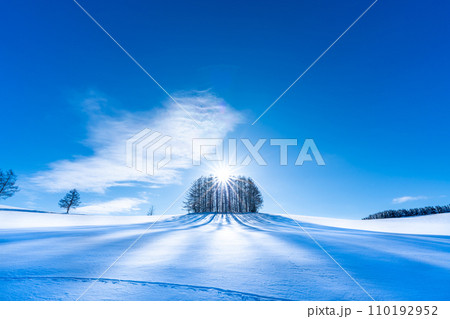 冬のマイルドセブンの木 冬のマイルドセブンの木 110192952