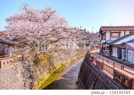 八斗蒔の彼岸桜（遠山桜）岐阜県 110193105