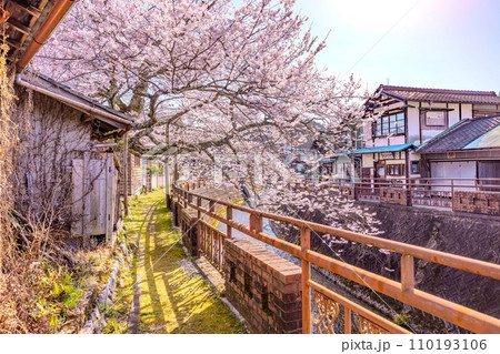 八斗蒔の彼岸桜（遠山桜）岐阜県 110193106