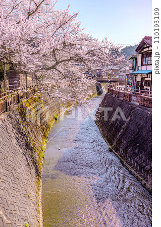 八斗蒔の彼岸桜（遠山桜）岐阜県 110193109