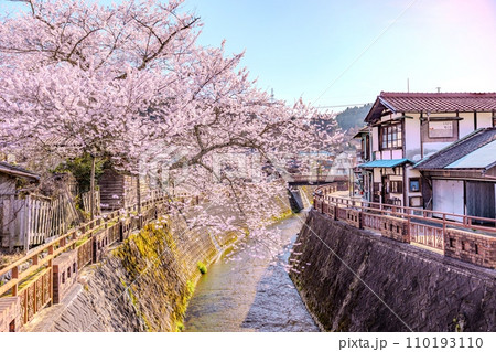 八斗蒔の彼岸桜（遠山桜）岐阜県 110193110
