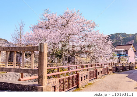 八斗蒔の彼岸桜(遠山桜)岐阜県 八斗蒔の彼岸桜(遠山桜)岐阜県 110193111