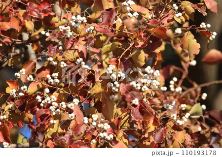 自然　植物　ナンキンハゼ、十一月。深い赤色の紅葉に白い種子が目立つ 110193178