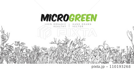 Engraved microgreens seamless vector border, hand drawn natural watercress, mung, clover peas herbs organic healthy food 110193268