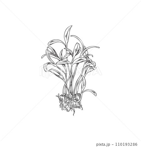 Hand drawn monochrome sprouts of amaranth micro-green 110193286