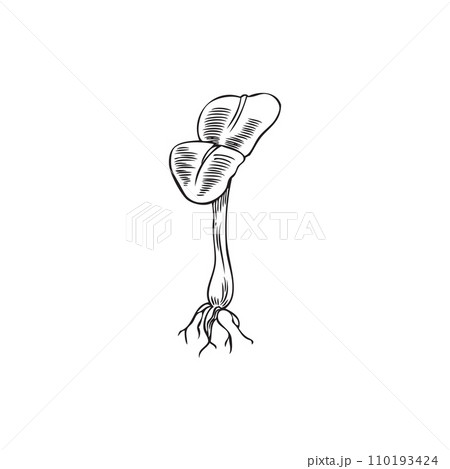 Sunflower micro green plant one sprout, vector hand drawn engraved microgreen first leaves, natural organic healthy herb 110193424