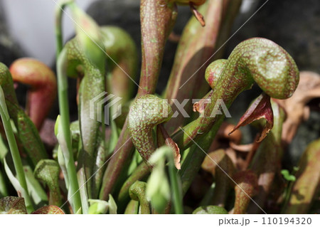 ダーリングトニア・食虫植物 ダーリングトニア・食虫植物 110194320