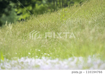 公園の夏草 110194766