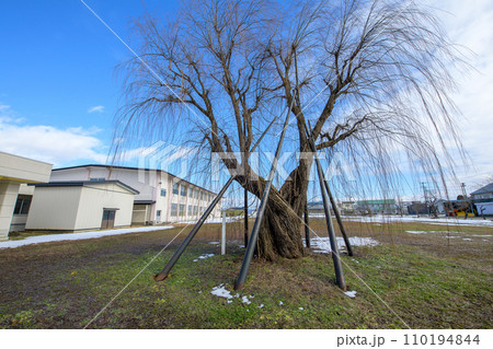 校庭の古木　ヤナギ　秋田県 110194844