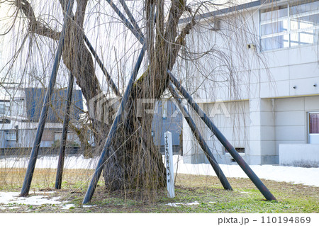 校庭の古木　ヤナギ　秋田県　 110194869
