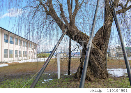 校庭の古木　ヤナギ　秋田県　 110194991