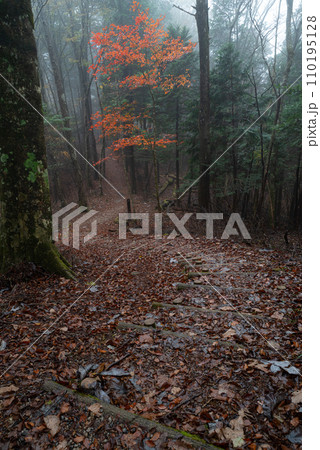 霧と晩秋の森 110195128