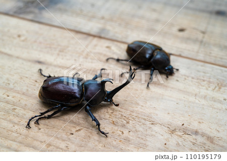 カブトムシを飼育する 110195179