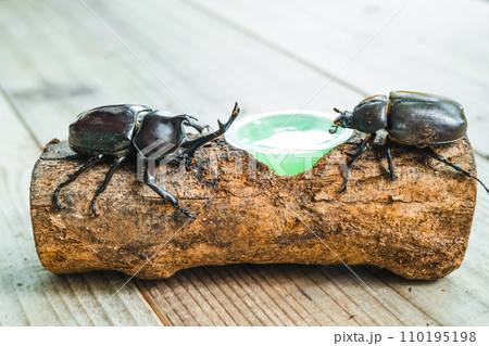 カブトムシを飼育する 110195198