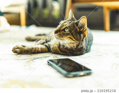 猫にスマホ 猫にスマホ 110195216