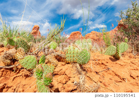 Desert Landscape with Opuntia Cactus on Sand Rocks 110195541